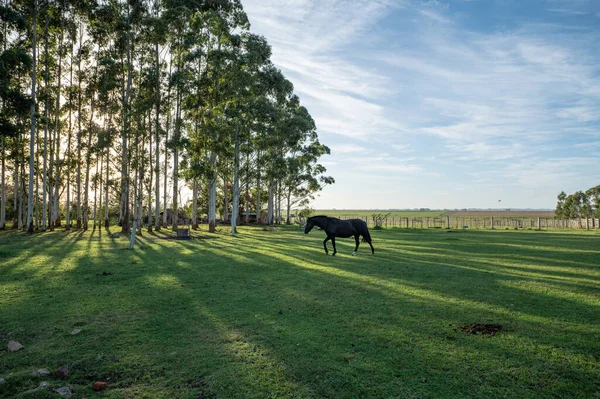 Криольские Лошади Сельской Местности Уругвая — стоковое фото
