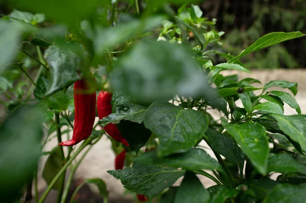 stock image Hot pepper plant in urban garden in summer.