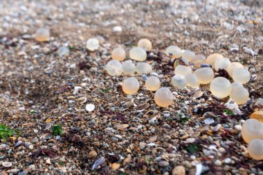 Uruguay, Rocha 'daki La Paloma şehrinin deniz fenerinde balık yumurtası.
