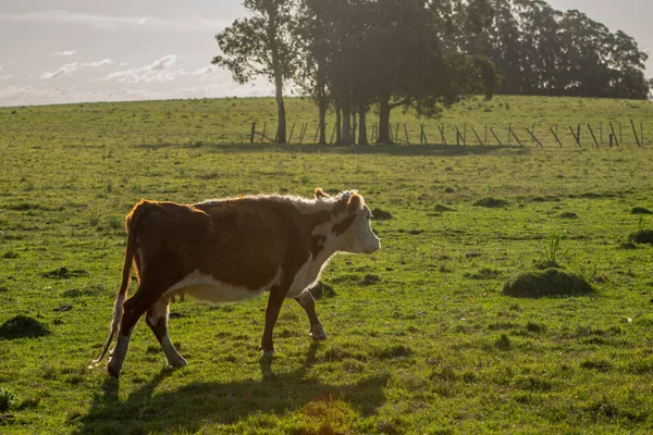 Vaca Campo Natural Dia Sol Uruguai — Fotografia de Stock