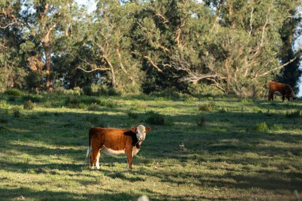 乌拉圭阳光普照的天气 奶牛在自然领域里的活动 — 图库照片