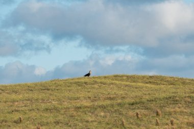 Laguna de Rocha 'daki kum tepeleri La Paloma' daki Uruguay 'ın korunan bölgesinde.