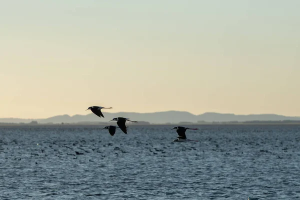 Ptáci Rybářská Loď Laguna Rocha Paloma Chráněné Oblasti Uruguayi — Stock fotografie