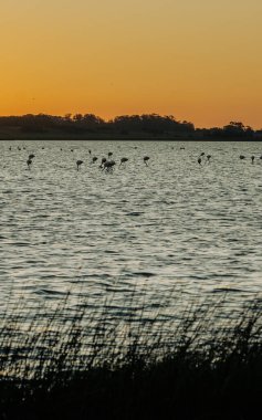 La Paloma, Uruguay 'daki La Laguna de Rocha' nın korunan bölgesinde flamingolar..