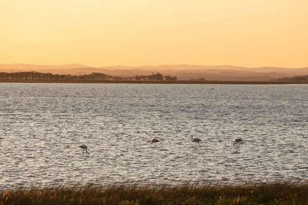 La Paloma, Uruguay 'daki La Laguna de Rocha' nın korunan bölgesinde flamingolar..