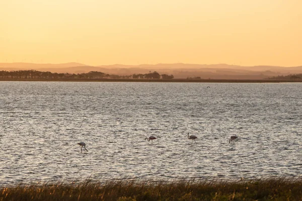 Flamingos Στην Προστατευόμενη Περιοχή Laguna Rocha Στη Paloma Ουρουγουάη Εικόνα Αρχείου
