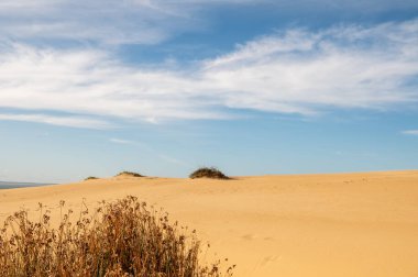 Uruguay 'daki Rocha Bölümü' ndeki Cabo Polonia Ulusal Parkı 'nın kumulları..