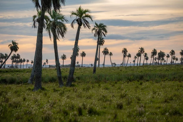 Природне Середовище Пальма Роха Сході Уругваю — стокове фото