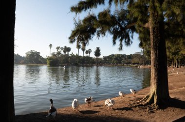 Buenos Aires, Argentina : 2023 May 15 : Ducks in the lakes of Bosques de Palermo in Buenos Aires, the capital of Argentina.