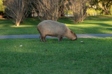 Arjantin, Buenos Aires 'te bulunan yatlarıyla Nordelta' nın özel mahallesindeki Capybaras..