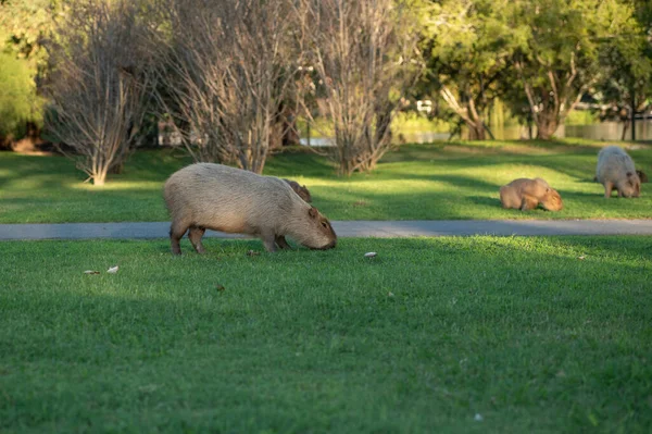 位于阿根廷布宜诺斯艾利斯的Nordelta私人居住区的Capybaras及其游艇 — 图库照片