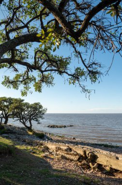 2023 yılında Arjantin Cumhuriyeti 'nin başkenti Buenos Aires' teki Costanera Sur Ekolojik Rezervi 'nde güneşli bir gün..
