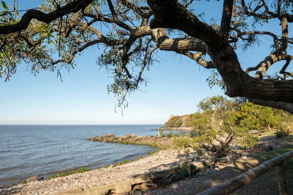 2023 yılında Arjantin Cumhuriyeti 'nin başkenti Buenos Aires' teki Costanera Sur Ekolojik Rezervi 'nde güneşli bir gün..