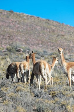 Jujuy, Arjantin 'deki Cerro Hornocal' da vicunas sürüsü.