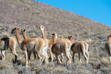 Jujuy, Arjantin 'deki Cerro Hornocal' da vicunas sürüsü.
