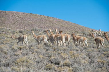 Jujuy, Arjantin 'deki Cerro Hornocal' da vicunas sürüsü.