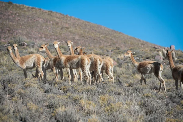 Jujuy, Arjantin 'deki Cerro Hornocal' da vicunas sürüsü.