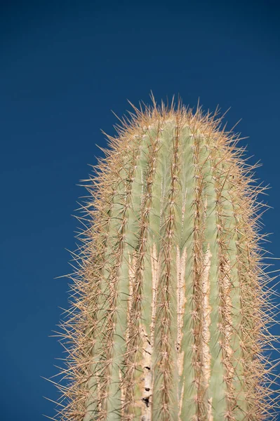 Close Cactus Province Jujuy Argentina — Stock Photo, Image