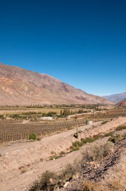 2023 sonbaharında Jujuy dağlarında kaktüslü şarap mahzenleri..