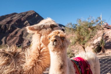 Llamas Mirador El Porito, 2023 yılında Arjantin 'in Jujuy ilindeki Purmamarca tatil köyünde..