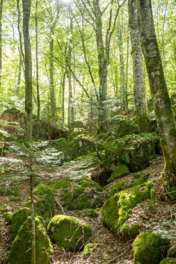 Orlu Ulusal Vahşi Yaşam Rezervindeki Ormanlar, Ariege 'deki, Fransa' daki Maison des Loups.