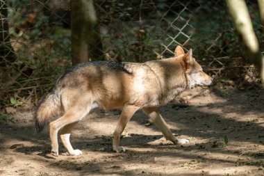 Ariege 'deki Orlu Ulusal Vahşi Yaşam Koruma Alanındaki Polonya kurtları, Fransa' daki Maison des Loups.