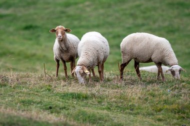 Kırsalda sonbaharda Pireneler 'de koyun sürüsü.