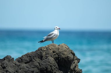 Yazın İbiza sahilinde martı..