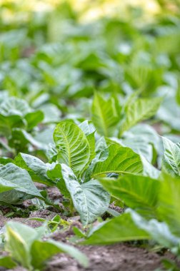 Tütün bitkileri yazın Andorra 'da Pireneler' de tarlalarda.