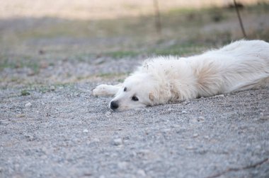 Pyrenean Mastiff Kırptıktan sonra yazın çiftlikte.