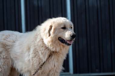 Pyrenean Mastiff Kırptıktan sonra yazın çiftlikte.