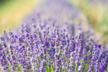 Katalonya 'daki Pireneler' de bir lavanta bitkisinin yakın çekimi..
