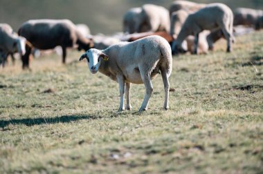 Flock of sheep in the Pyrenees in autumn in the countryside. clipart