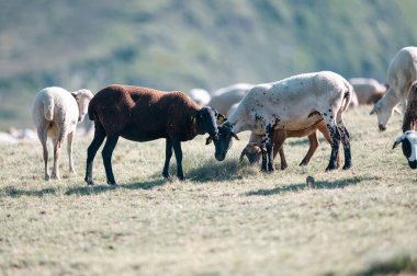 Kırsalda sonbaharda Pireneler 'de koyun sürüsü.