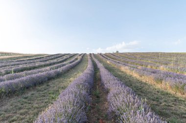 Katalan Pireneleri 'nde yazın lavanta tarlaları.