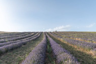 Katalan Pireneleri 'nde yazın lavanta tarlaları.