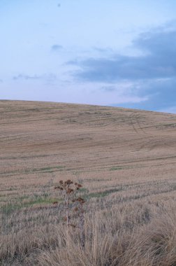 Camino de Santiago sahnesinin Hornillos del Camino 'dan Castrojeriz' e Meseta de Cerealera 'dan görünüşü.