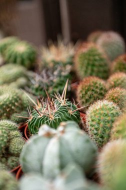 Lanzarote, İspanya: 2024 - 16 Ekim: İspanya 'nın Lanzarote adasından Tipik bir kaktüs dükkânı.