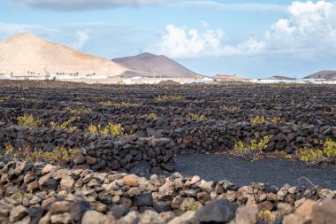 Volkanik manzara, La Geria, Lanzarote, Kanarya Adaları, İspanya, Avrupa. Volkanik manzaradaki şarap alanı volkan manzaralı..