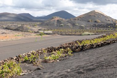 Volkanik manzara, La Geria, Lanzarote, Kanarya Adaları, İspanya, Avrupa. Volkanik manzaradaki şarap alanı volkan manzaralı..