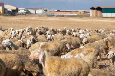 Sonbaharda Castilla y Leon 'da bir koyun sürüsü..