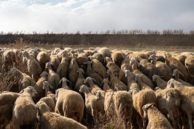 Flock of sheep in Castilla y Leon in autumn in the countryside. clipart