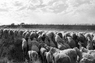 Flock of sheep in Castilla y Leon in autumn in the countryside. clipart