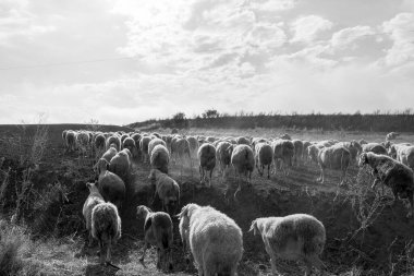 Sonbaharda Castilla y Leon 'da bir koyun sürüsü..
