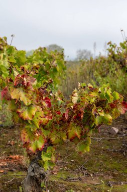 Cacabelos, Bierzo bölgesi çevresindeki sonbahar üzüm bağları boyunca Camino de Santiago 'da Castilla y Leon Özerk Topluluğu, İspanya.