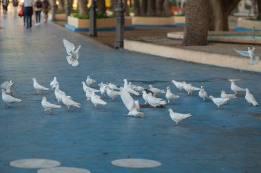 2024 yılında İspanya 'nın Alicante kentindeki Benidorm şehrinde gün doğumunda bir sürü güvercin..