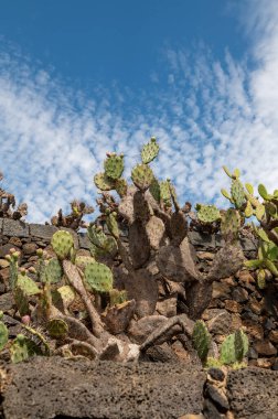 Kaktüs Kaktüs Bahçesi 'nde Kaktüs Manrique tarafından İspanya' nın Lanzarote adasında Ekim 2024 'te kuruldu..