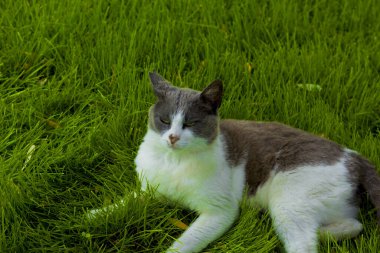 Yazın yeşil çimlerin üzerindeki kedi