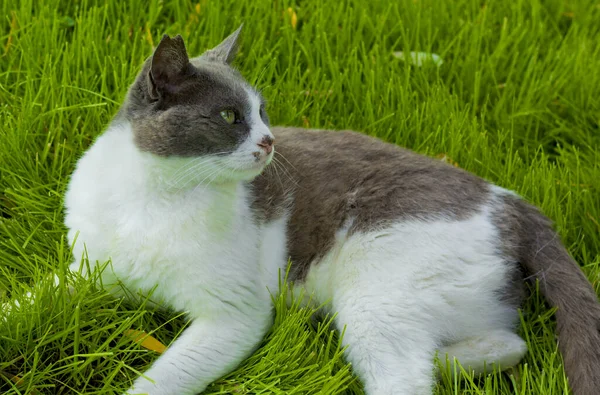 stock image cat on green grass in summer