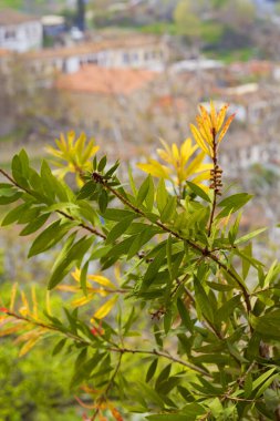 Ağaçtaki sarı çiçekler